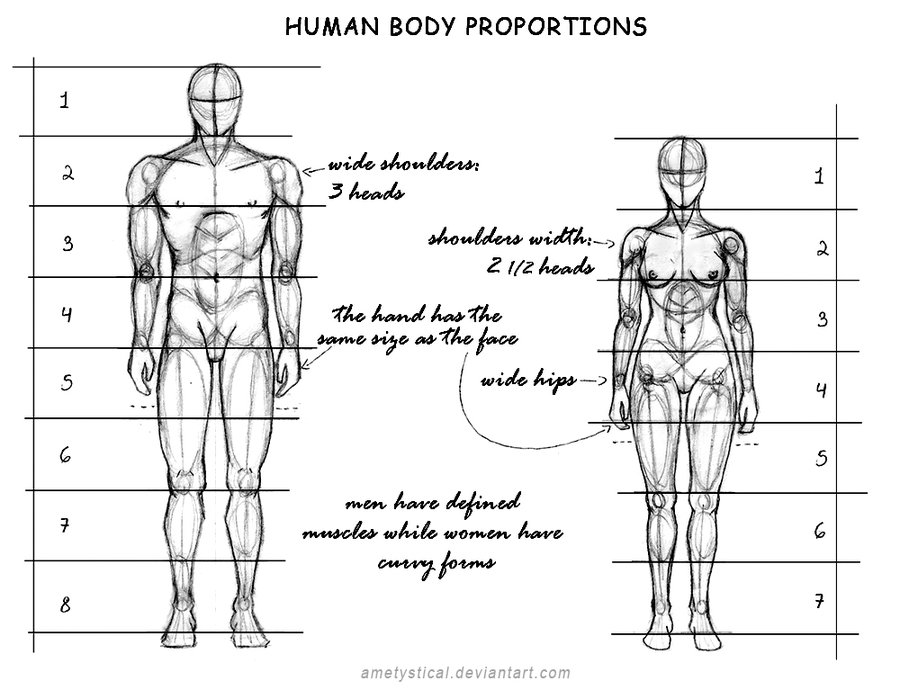 human_body_proportions__male_and_female__by_ametystical-d609pik
