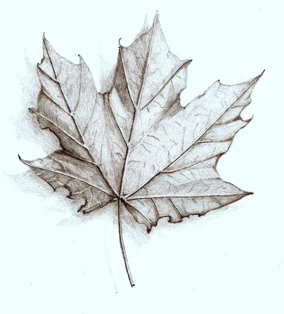 Leaf Drawing Assignment – Keller's Blog Site