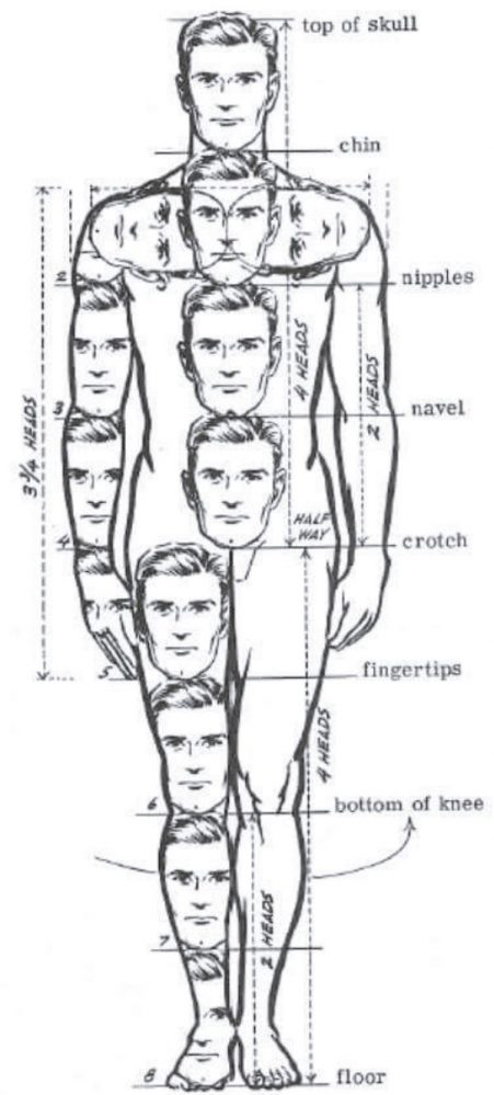 basic proportions of human body